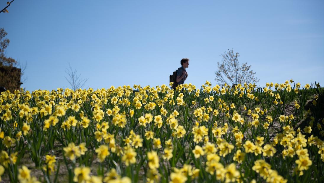 A student walks among hundreds of daffodils