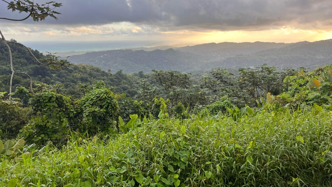 Scenic view of the rainforest and sun in Puerto Rico