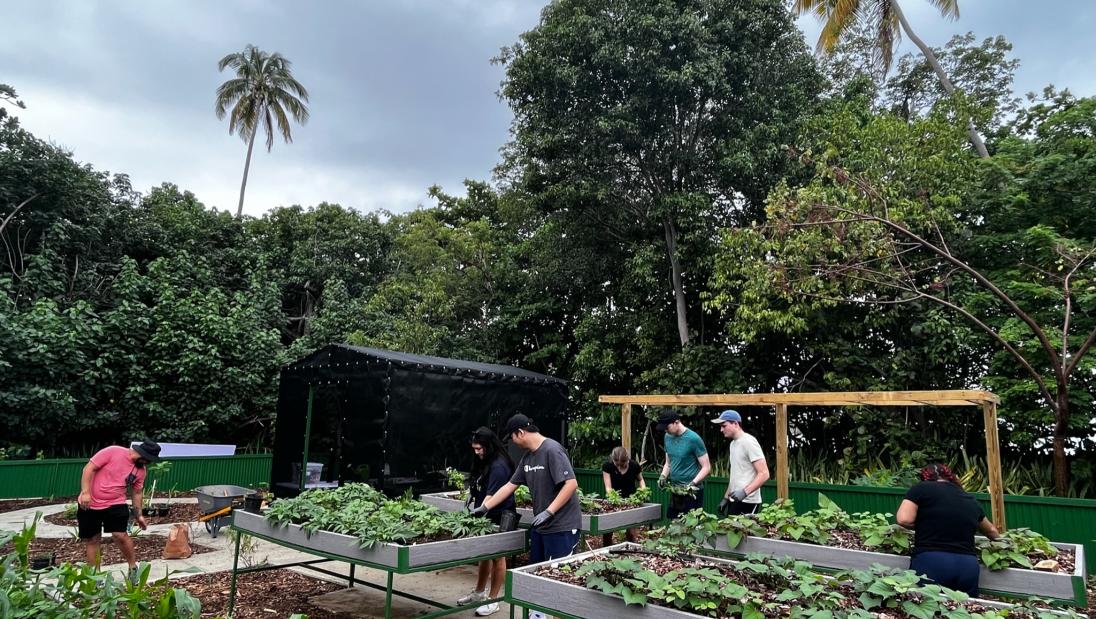 Students working at a tree nursery in Puerto Rico