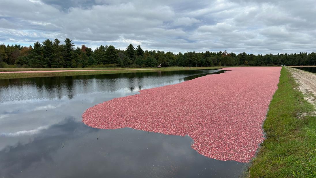 Cranberry marsh Cranberry Innovation Center