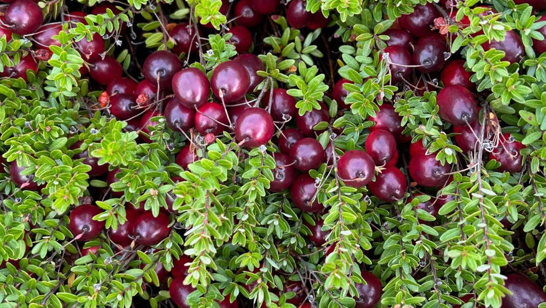 Cranberry plant Cranberry Innovation Center