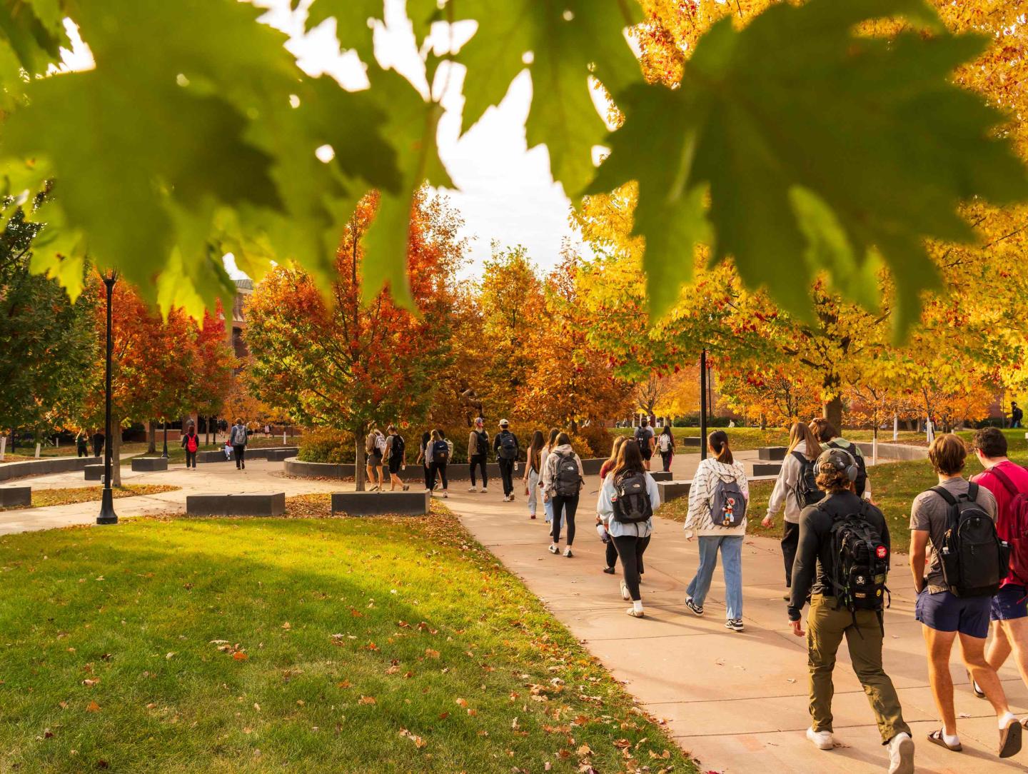 Students walk across campus on a fall day. Part of the image focuses on the changing leaves of a tree.