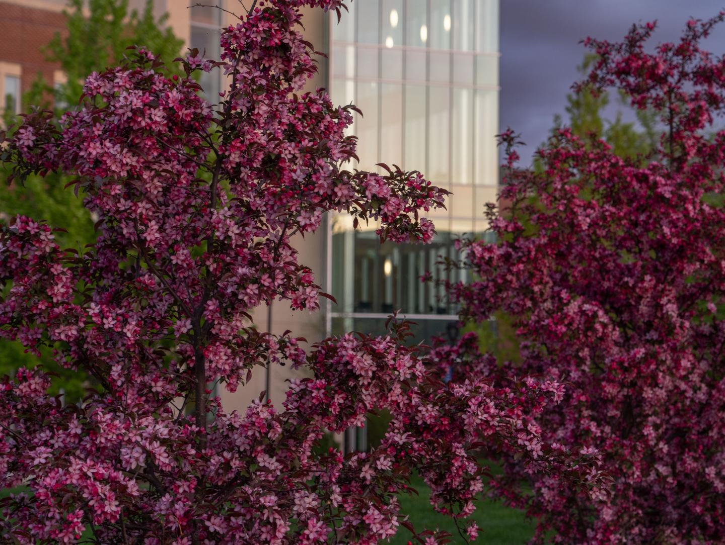 Closeup of lilacs on campus 