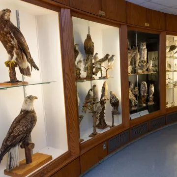 Birds on display in the Bird Museum on campus