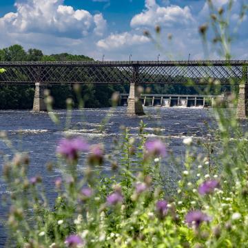 A tall bridge called High Bridge is seen from down the river with summer wildflowers in the foreground.