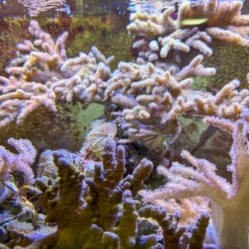The coral reef environment in Phillips Hall.