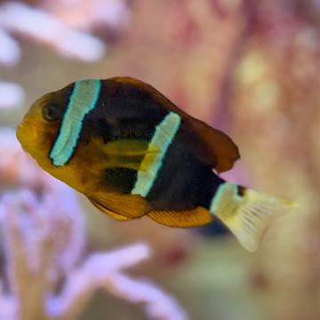 A fish inside the saltwater tank in Phillips Hall.