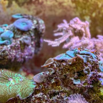 Purple, pink, and green coral in the saltwater tanks in Phillips Hall.
