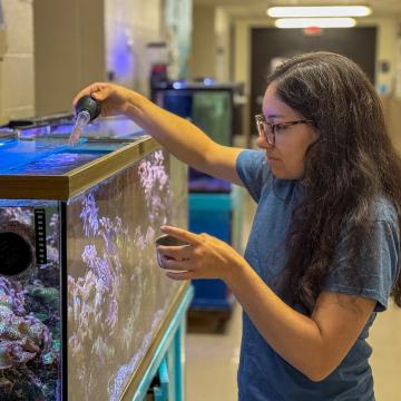 A student from the Reef Team cares for the saltwater tanks in Phillips Hall.