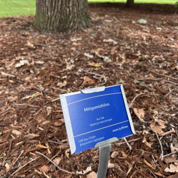 Mitigomizhiins - Burr Oak