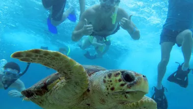 sea turtle, students in the water behind it 