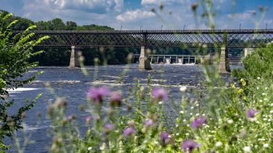 A tall bridge called High Bridge is seen from down the river with summer wildflowers in the foreground.