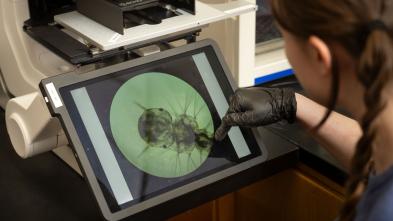 Helen Gensch mosquito lab close up 