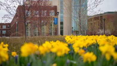 Centennial with daffodils