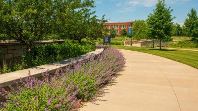 Lower campus in summer