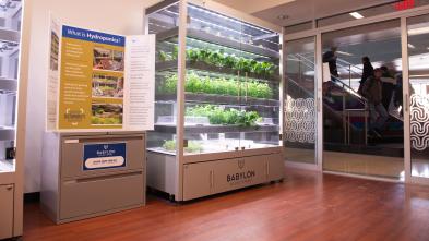 A picture of two large rectangular hydroponics units in the HUB in Davies. They are clear glass with five levels of plants growing in them.