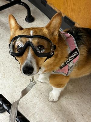 dog wearing goggles in a chemistry lab