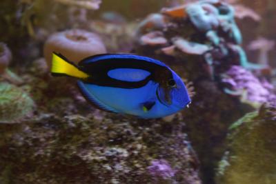 Luna the blue tang is one of the tank’s “most popular organisms.” (Photo by Bill Hoepner)