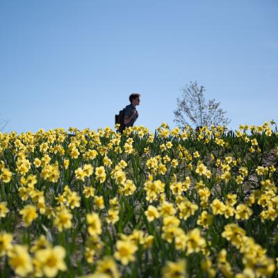 A student walks among hundreds of daffodils