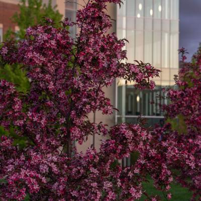 Closeup of lilacs on campus 