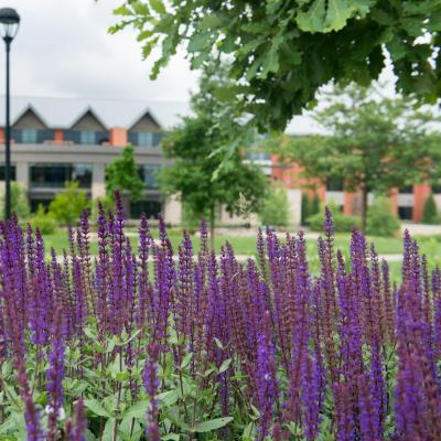 Davies flowers on campus mall with Davies in background