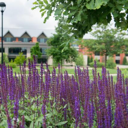 Davies flowers on campus mall with Davies in background