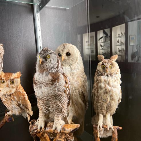 A display of various owl species in a bird museum