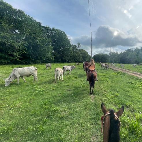 A picture of group of students study aboard in Costa Rica riding horse through the lush Costa Rican pasture