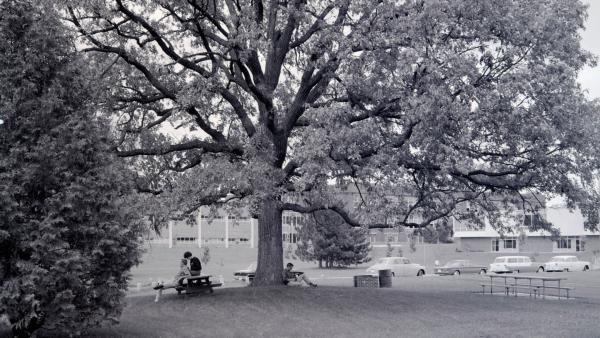 archival image of the original Council Oak tree