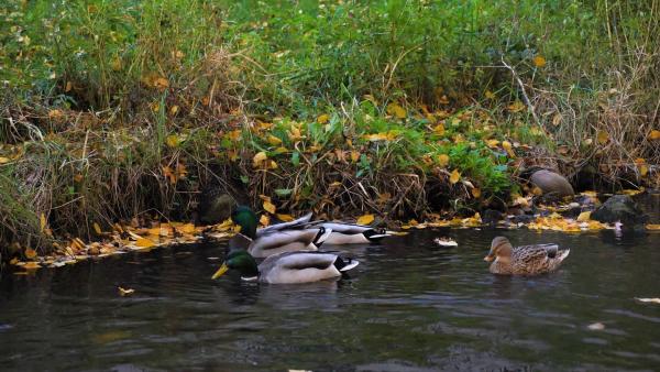 ducks in the creek, fall leaves around 
