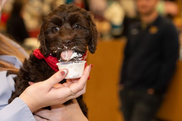 Puppy Mocha getting gear at Scheels 