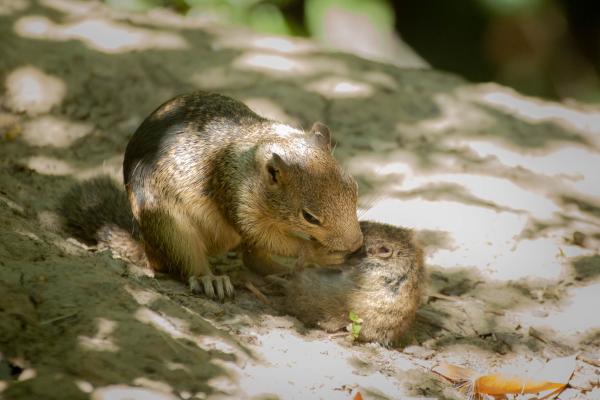California ground squirrel and small vole 