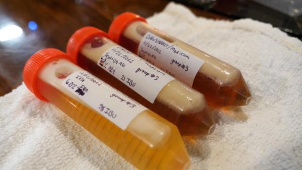 vials of beer samples for chemistry lab