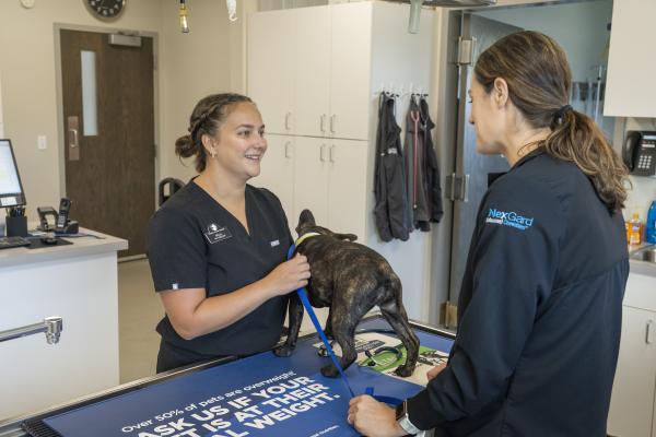 female vet tech and doctor talking over exam table