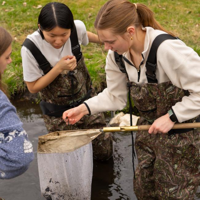 three students examine what they have collected in a net in a stream