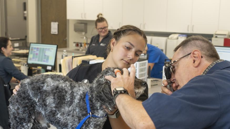 biology alumna Bella Thovson working at EC vet clinic, holding a dog