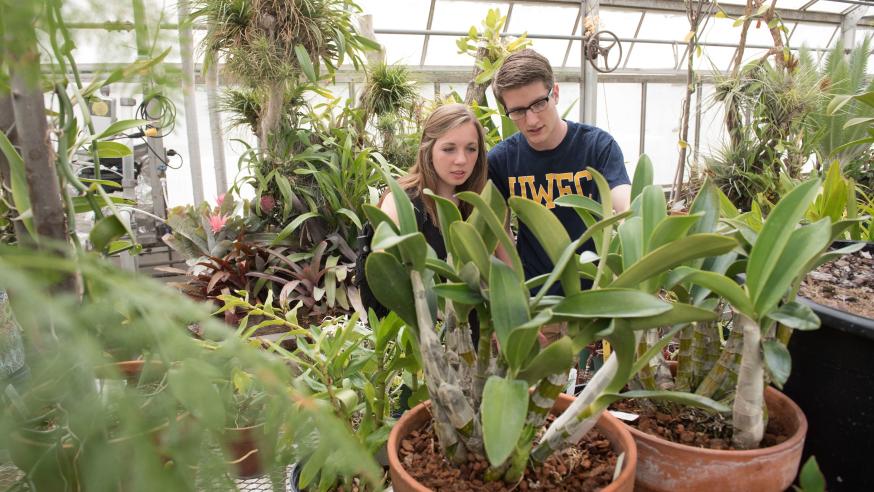 Greenhouse shot in tropcal house