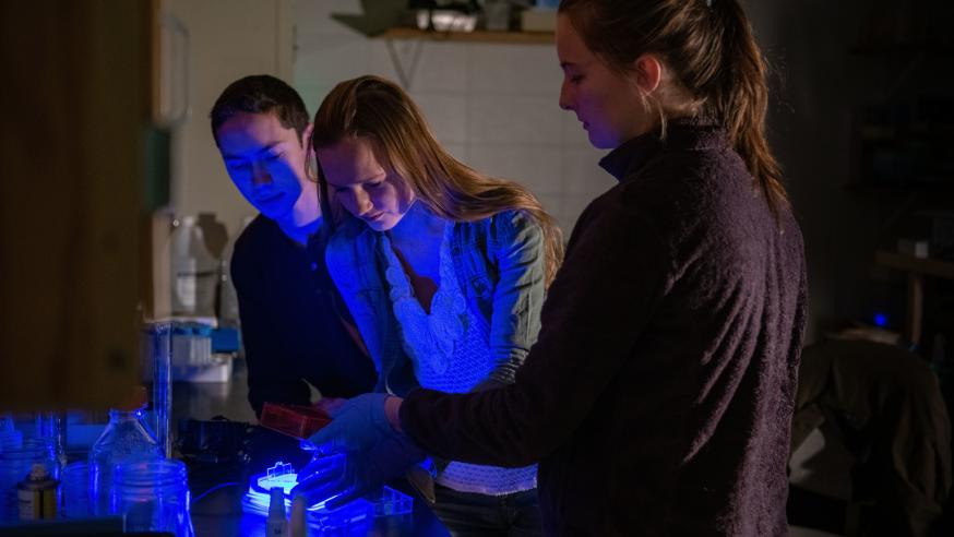 blue light used by biology students to see sea moss slides 