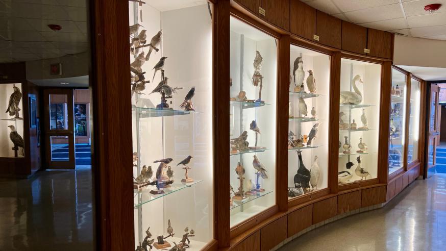 wall of the bird museum at UWEC