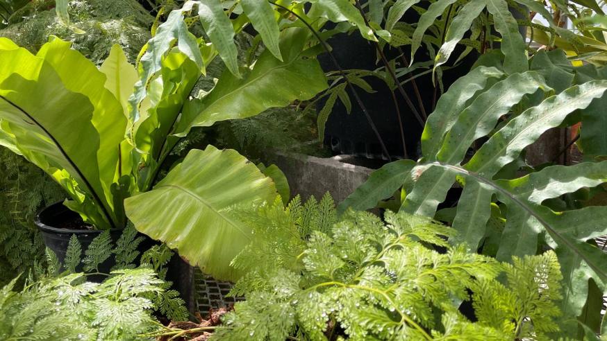 ferns in the tropical greenhouse for biology
