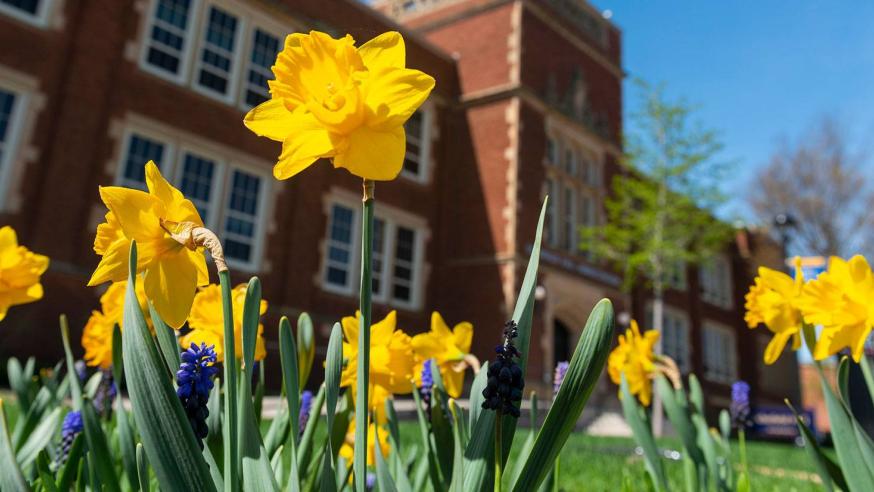 spring scene with daffodils 