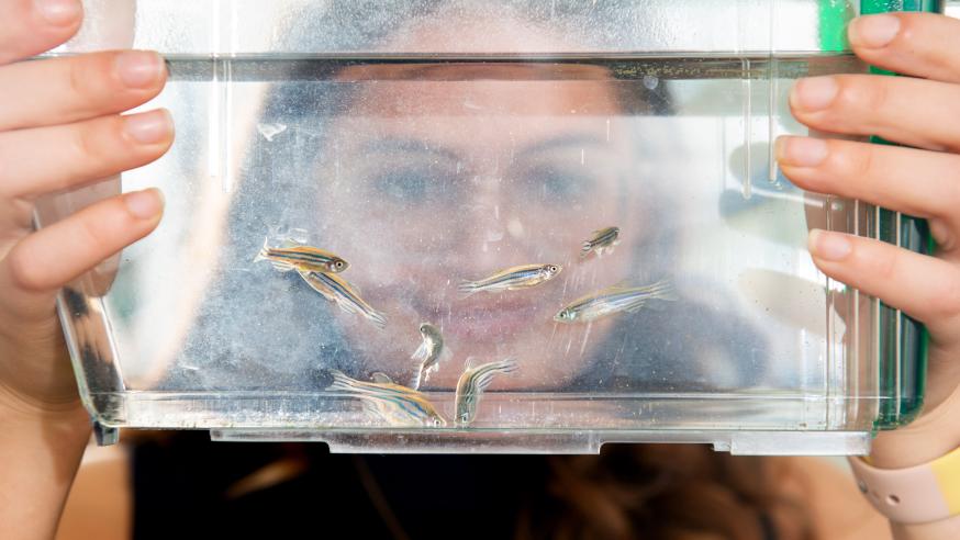Zebra fish