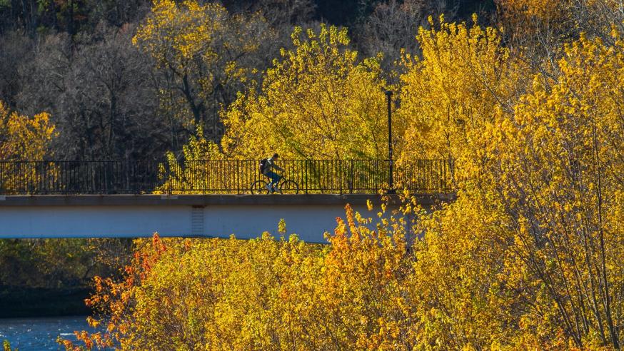 A beautiful shot of yellow leaves surrounds a student riding a bike across the bridge.