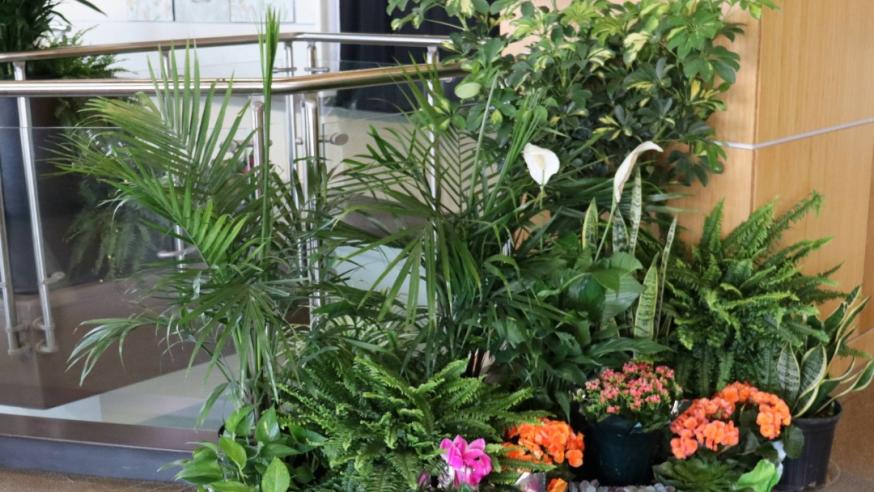 Viennese Ball Plants