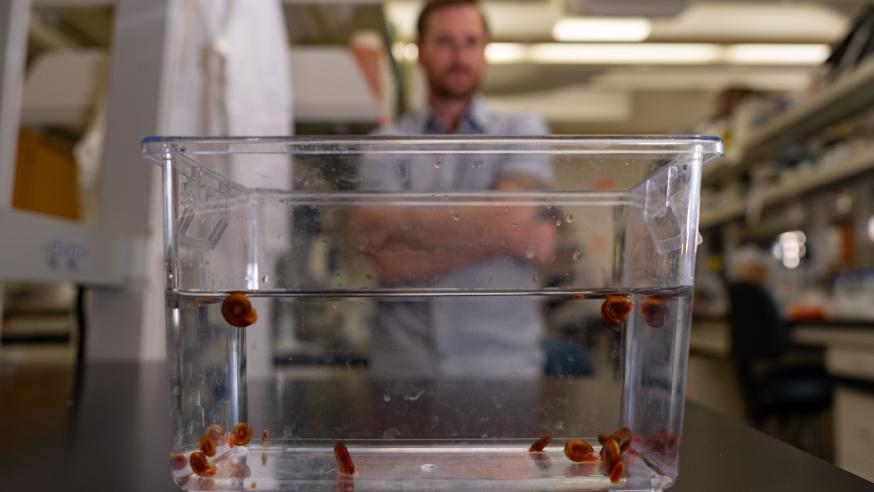 Dr. Nic Wheeler with the snails he studies