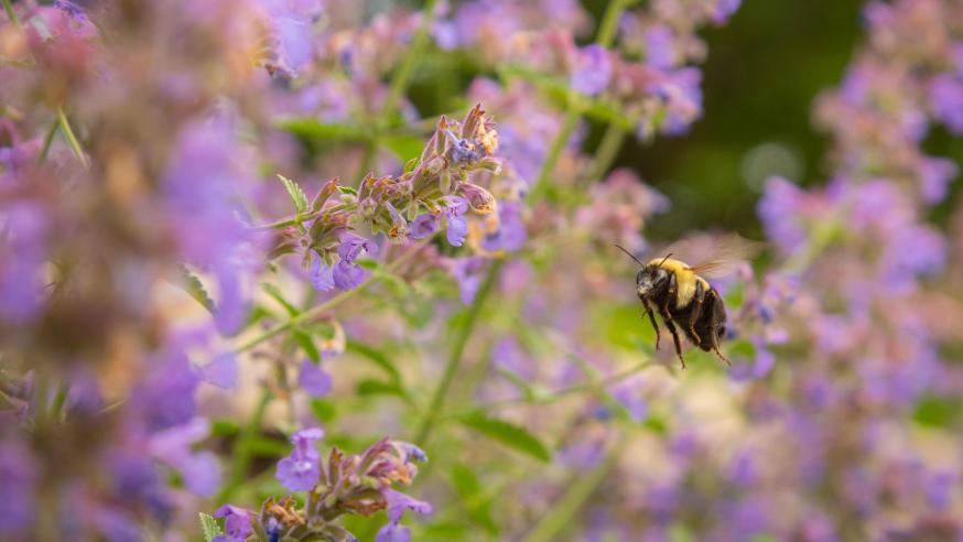 Photo of a bee flying toward a purple flower.