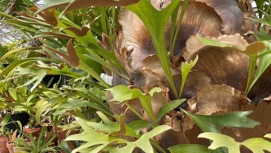 tropical plant with green and browning leaves