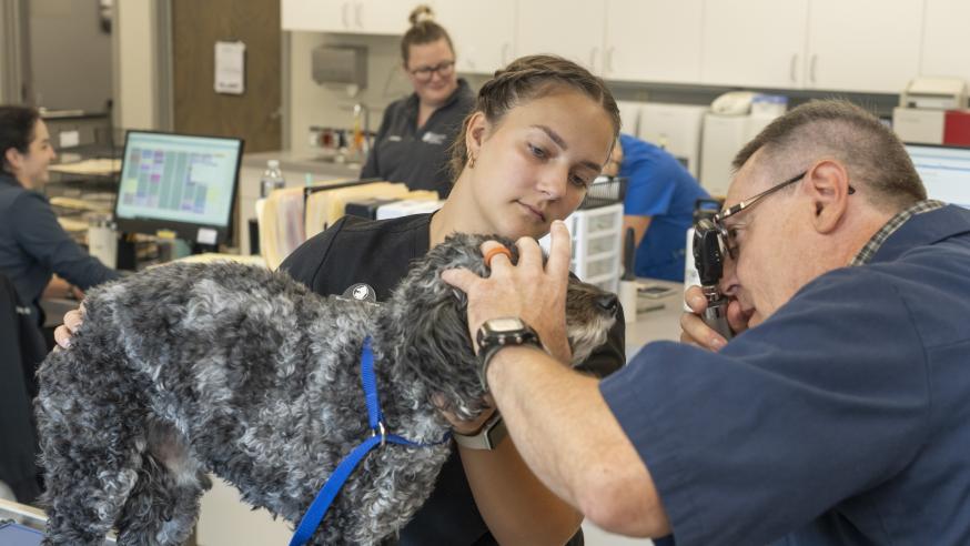 female student holding a dog while a veterinarian examines the teeth