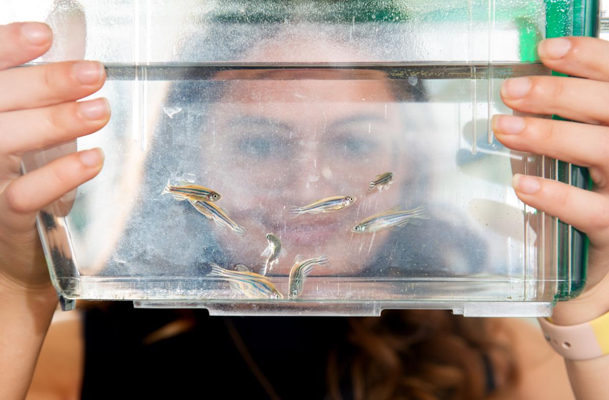 Zebra fish 