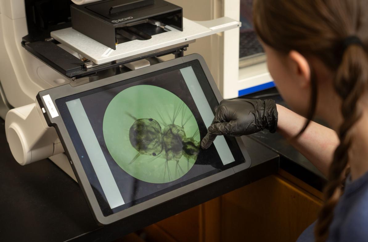 Helen Gensch mosquito lab close up 